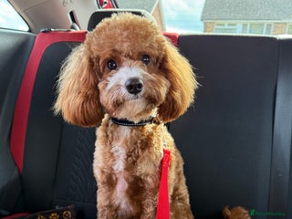 Cavapoo dogs - Advert 2