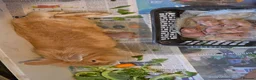 Lionhead rabbits for sale: Lion head  (Double maned) - Advert 2