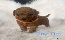 Miniature Poodle dogs for sale: Gorgeous Red Minature Poodles Puppies  - Image 22