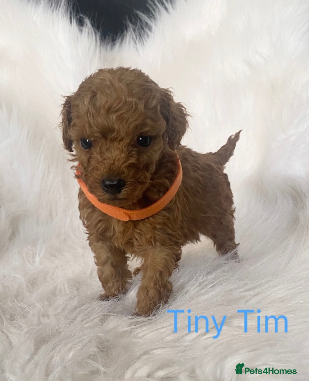 Miniature Poodle dogs for sale: Gorgeous Red Minature Poodles Puppies  - Image 22