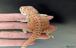 Bearded Dragon reptiles for sale: Baby Bearded Dragons ready now.  - Image 16