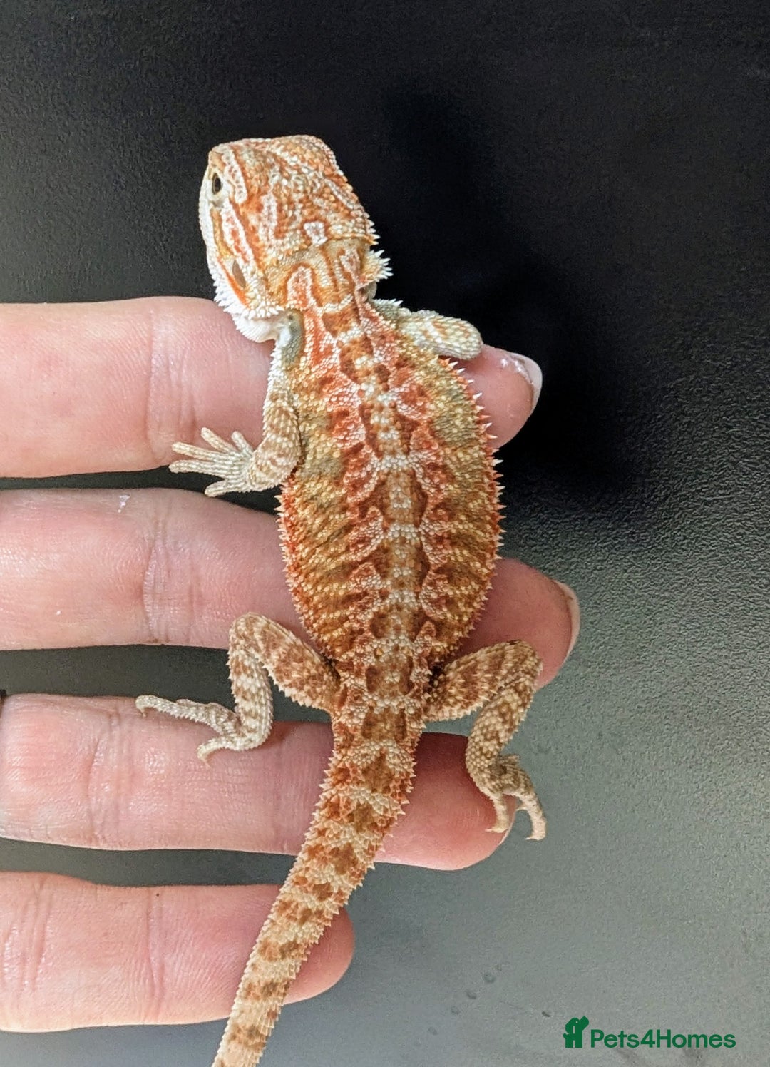 Bearded Dragon reptiles for sale: Baby Bearded Dragons ready now.  - Image 16