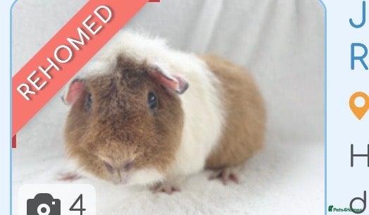 Guinea Pig rodents Two male bonded Guinea pigs - Advert 1