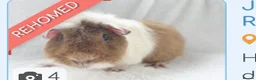 Guinea Pig rodents for sale: Two male bonded Guinea pigs in London - Advert 1