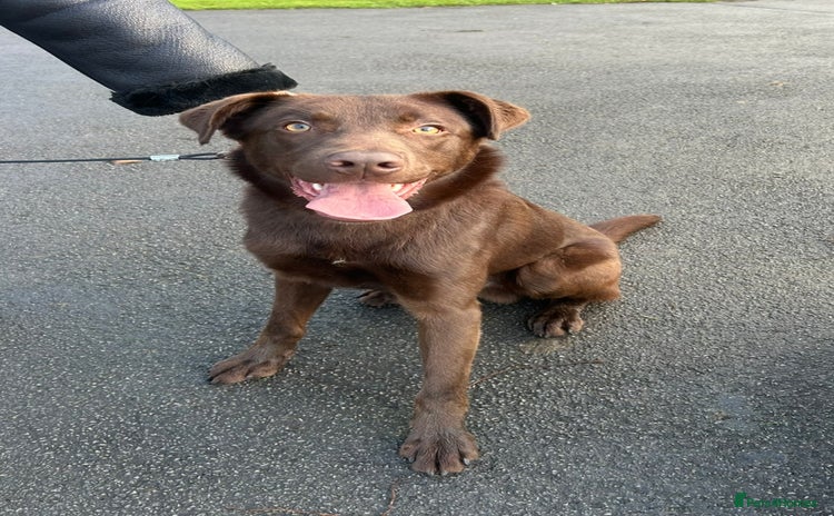 Mixed Breed dogs - Advert 1