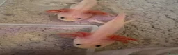 Axolotl reptiles for sale: Young leucistic axolotls  - Advert 2