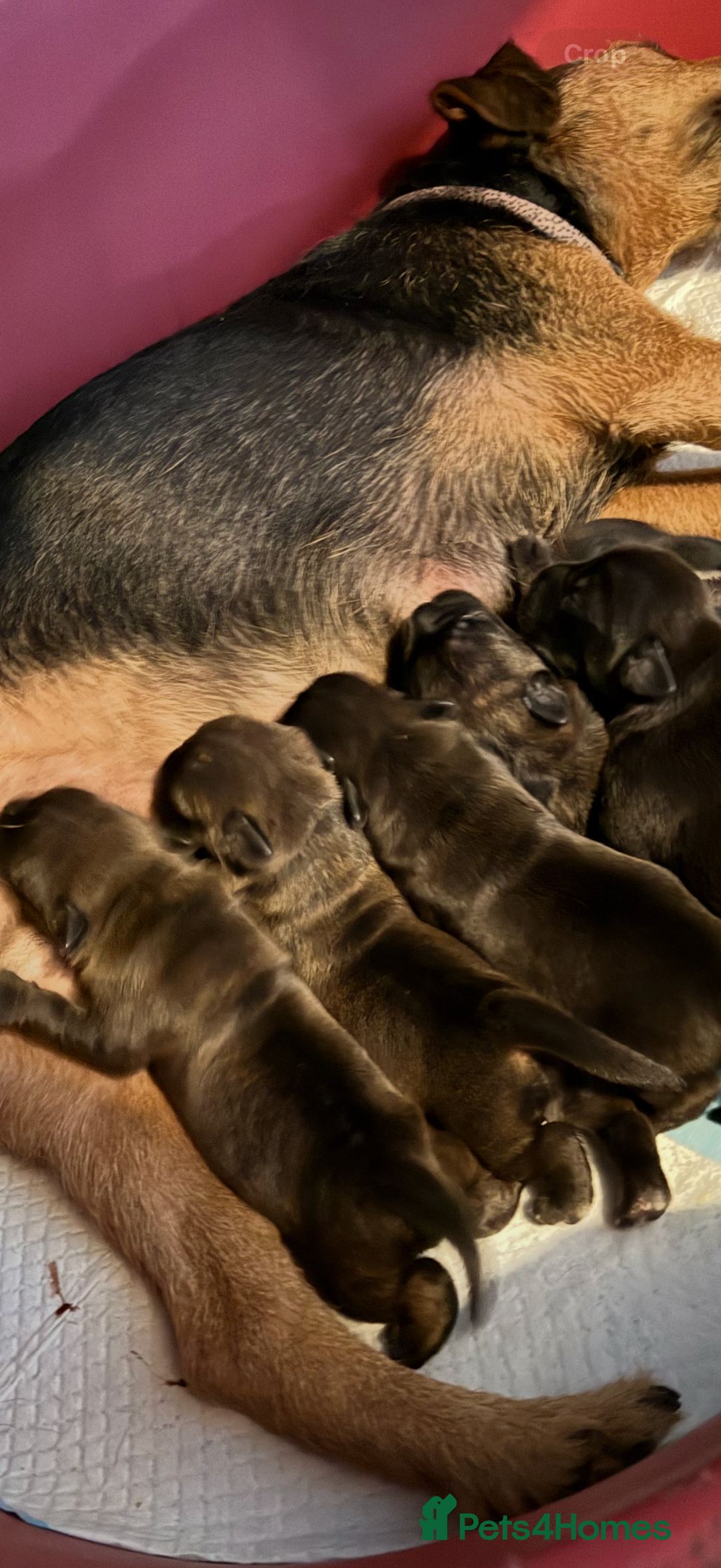 Mixed Breed dogs for sale: Lakeland x Boston terrier - Image 5