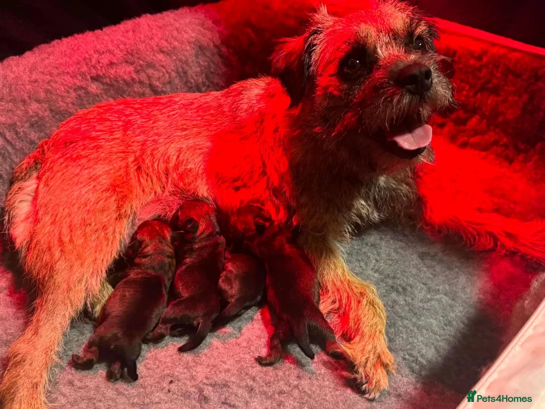 Border Terrier dogs for sale: Bargain! The perfect canine friend for you! in Hull - Advert 2