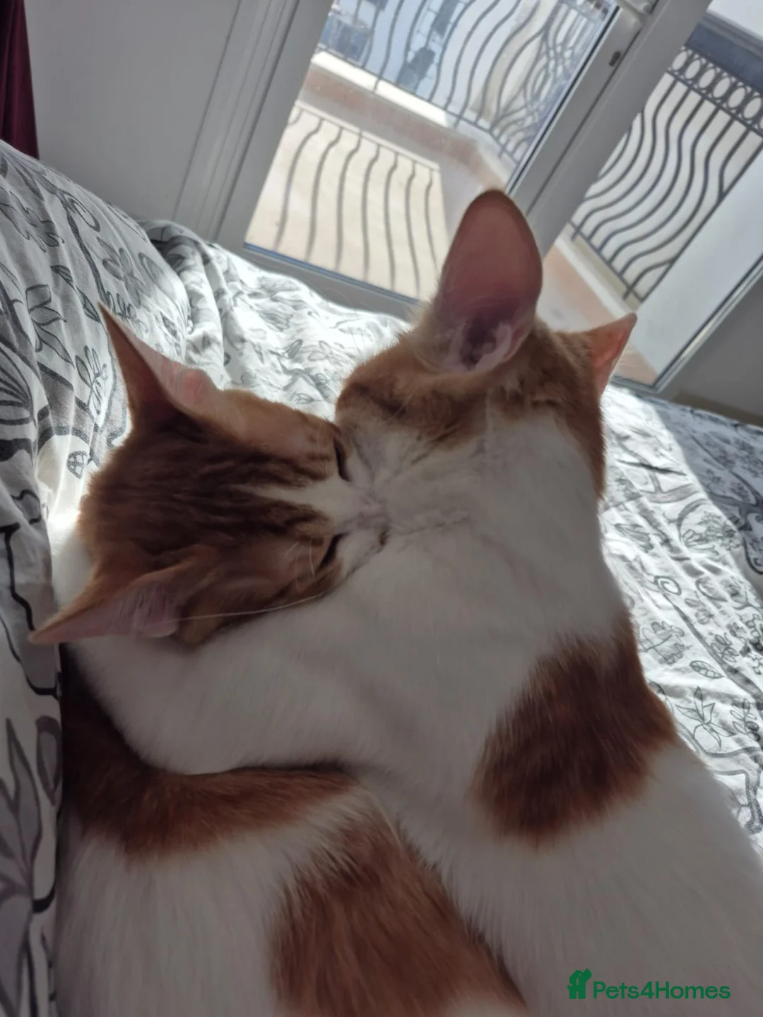Mixed Breed cats for adoption: BONDED BROTHERS BOB HARLEY LIKE TO PLAY FETCH  - Advert 3