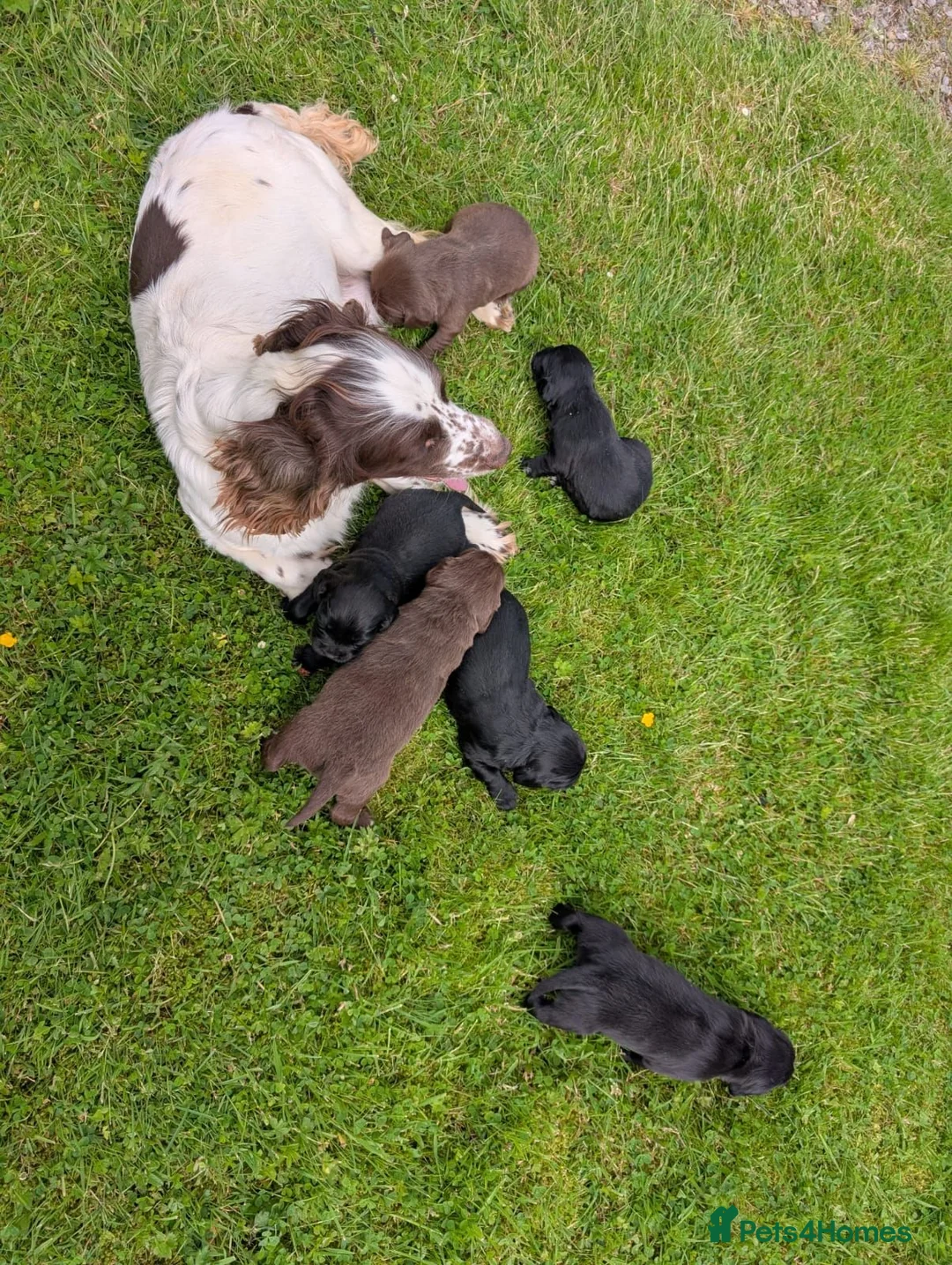 Mixed Breed dogs for sale: 3 spanador  puppies for sale - Advert 2