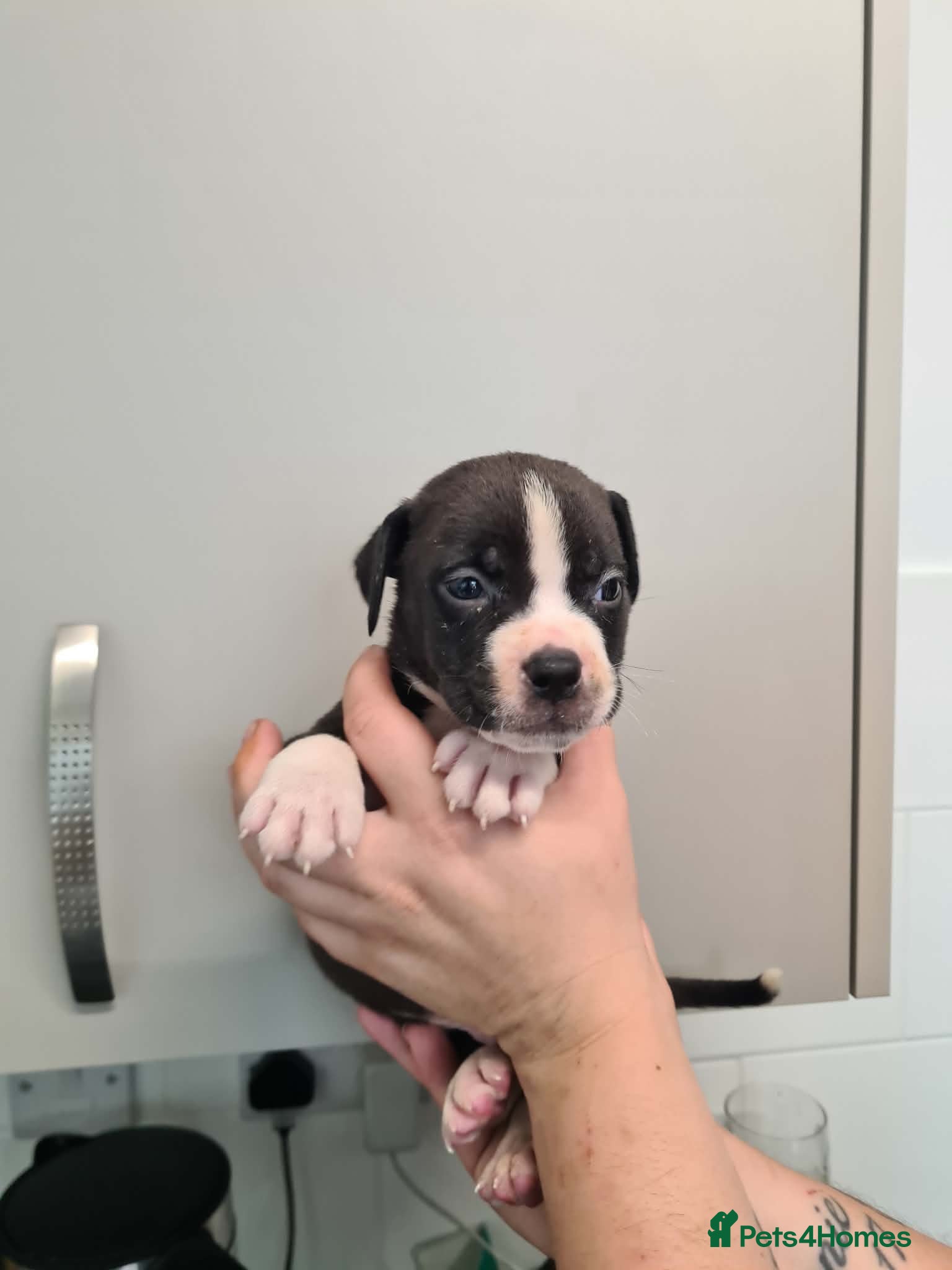 Mixed Breed dogs Staffordshire bull terrier cross American bulldog - Advert 6
