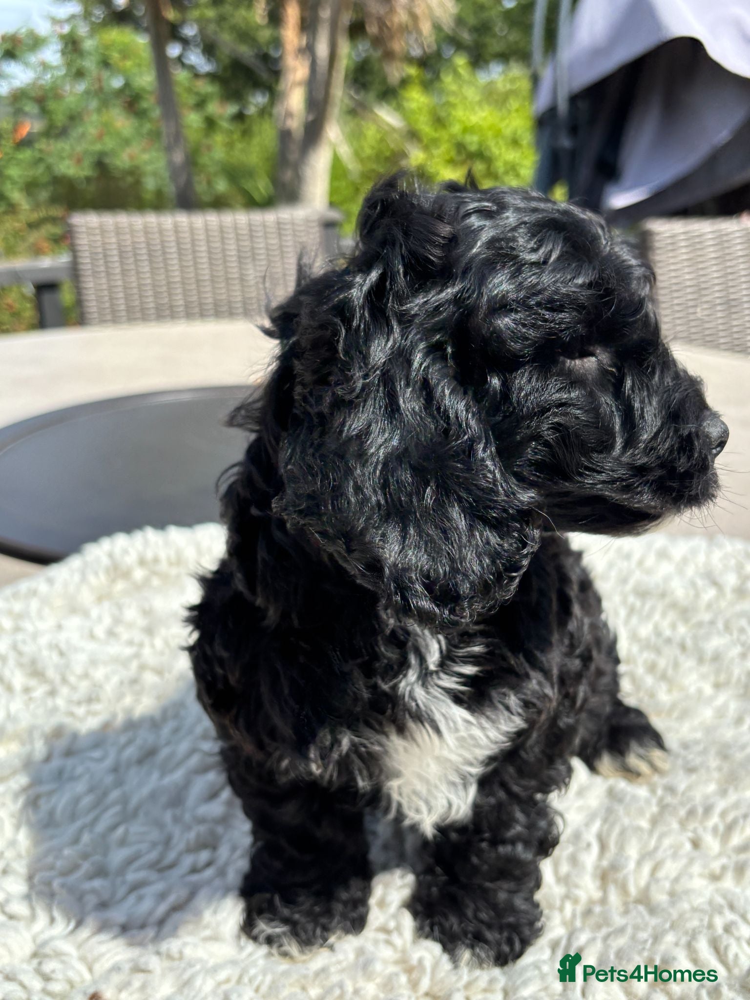 Cockapoo dogs 🐾❤️ Premium F1 Cockapoo Puppy ❤️🐾 - Advert 2