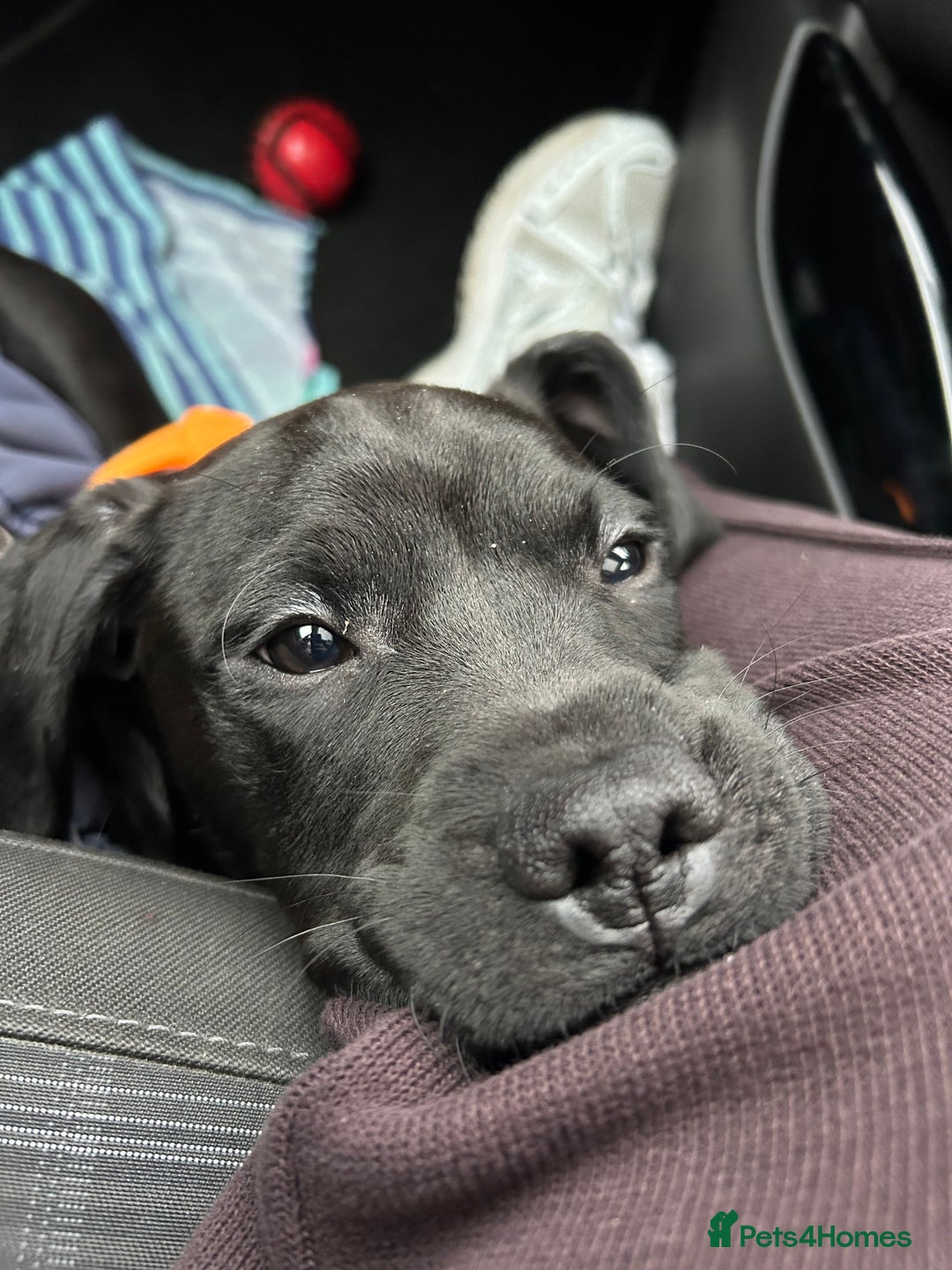 Mixed Breed dogs for sale: Benny - Advert 2