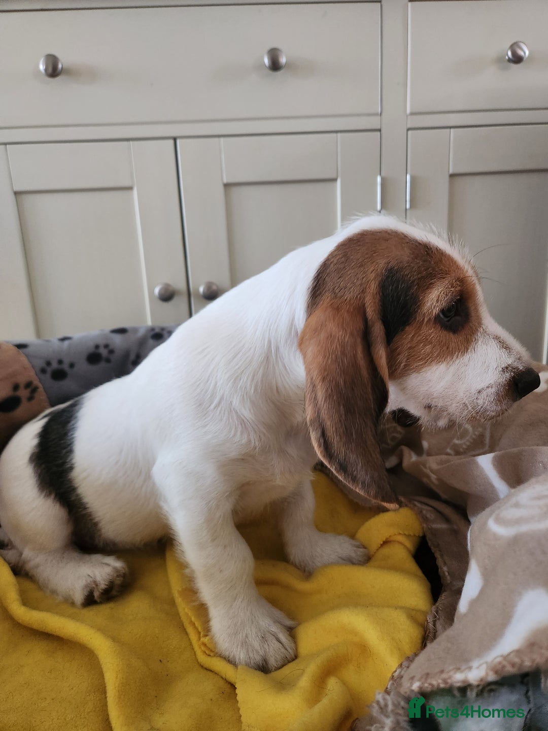 Basset Griffon Vendeen dogs for sale: Petite x English  - Advert 6