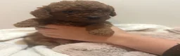 Cavapoo dogs for sale: Beautiful cavapoo pups  in Shoreham-by-Sea - Advert 20
