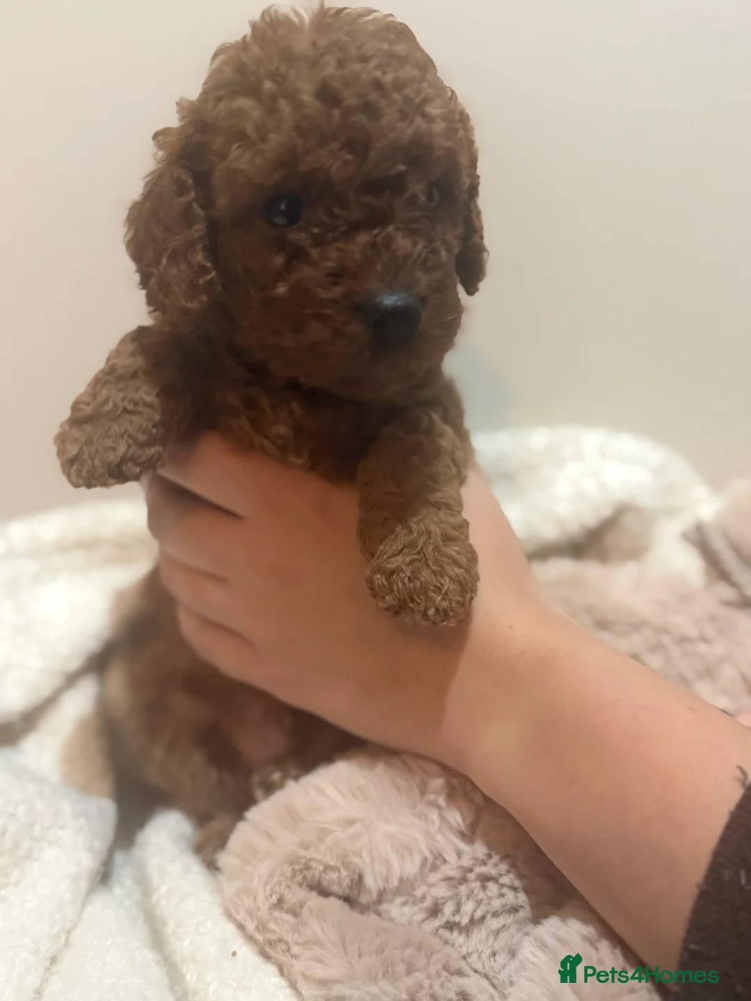 Cavapoo dogs for sale: Beautiful cavapoo pups  in Shoreham-by-Sea - Advert 20
