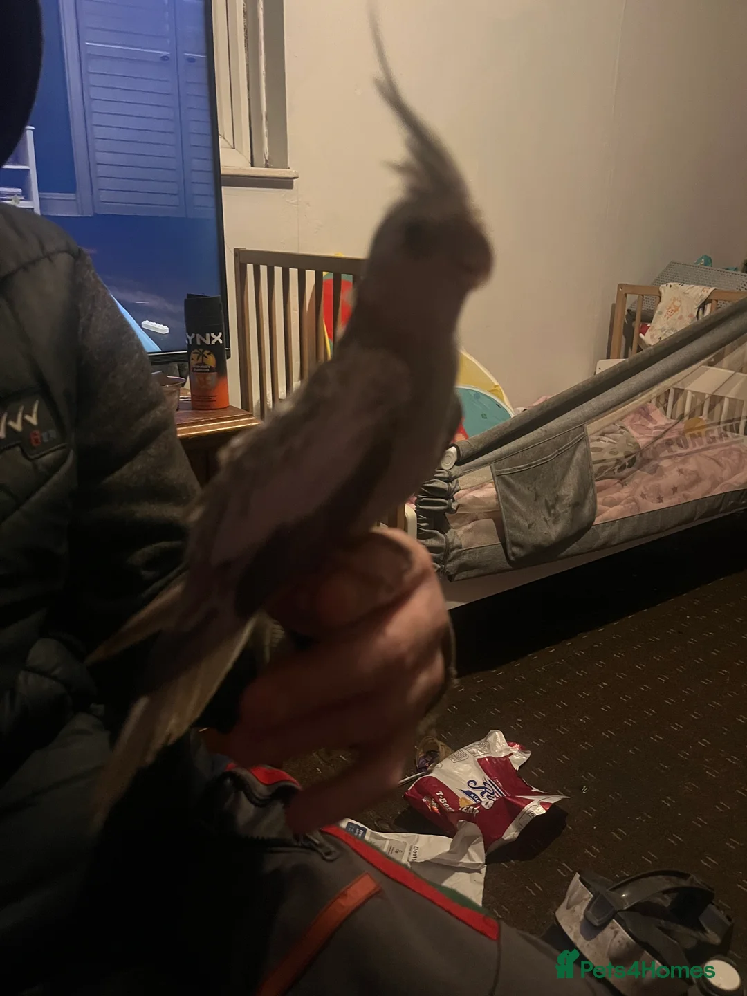 Cockatiels birds for sale: Hand tame cockatiels  - Advert 21