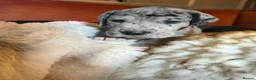 Great Dane dogs for sale: Great Dane puppies for sale  in Wakefield - Advert 20