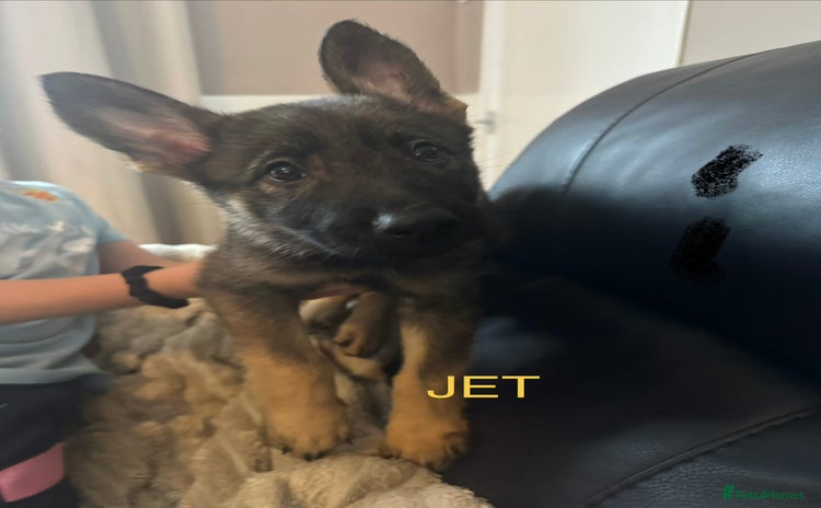 German Shepherd dogs - Advert 5