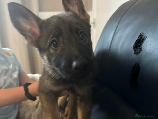 German Shepherd dogs - Advert 20