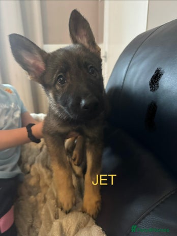 German Shepherd dogs - Advert 33