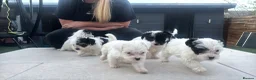 Yorkiepoo dogs for sale: Gorgeous litter of yorkiepoo’s - Advert 9