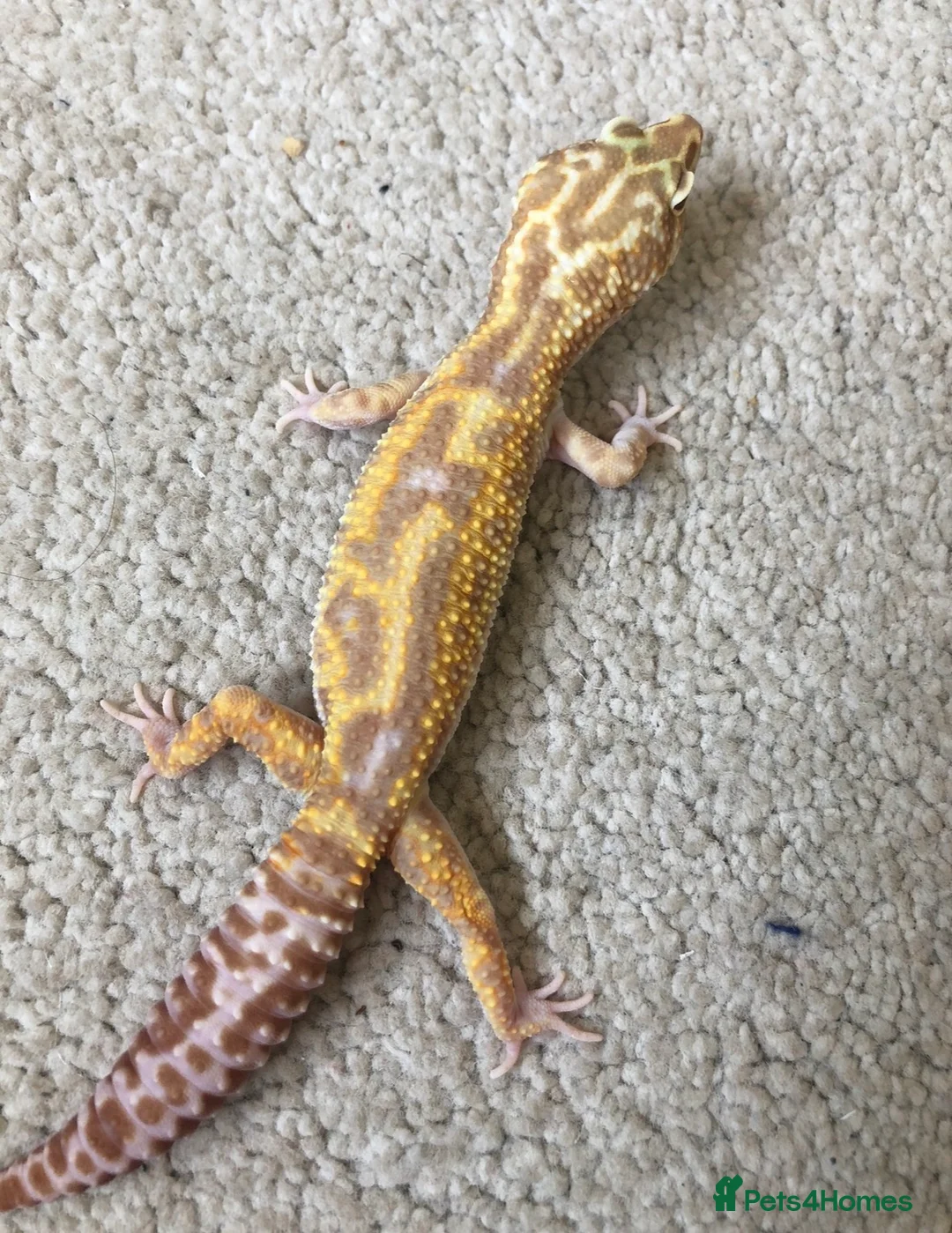 Leopard Gecko reptiles for sale: Male leopard gecko for sale  in Chelmsford - Advert 2