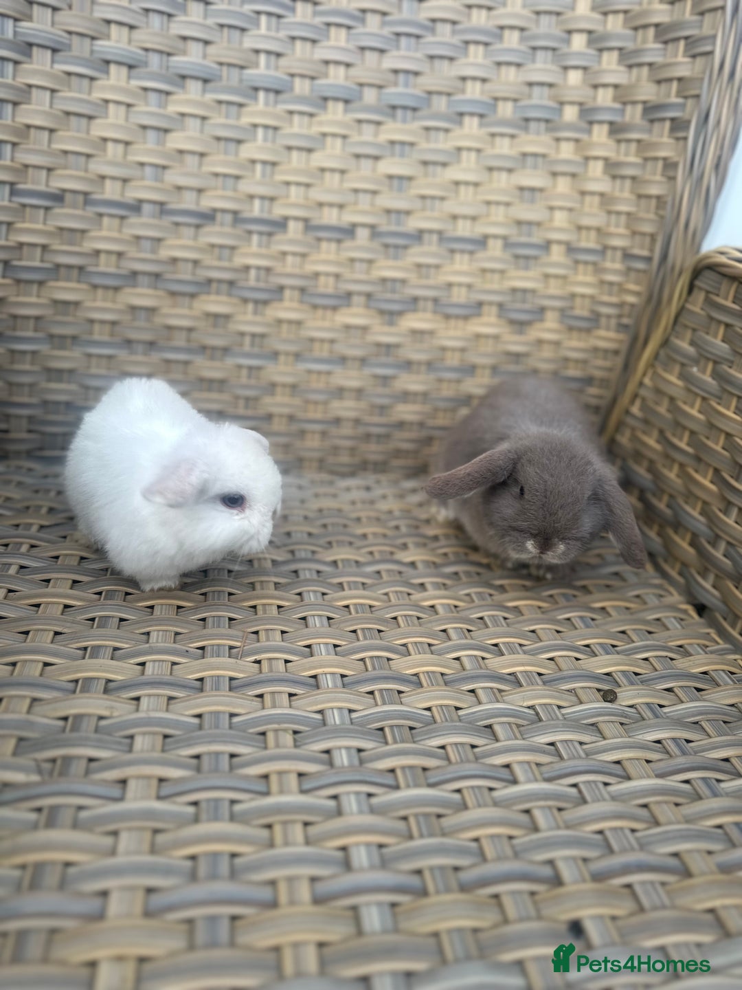 Mini Lop rabbits for sale: 2 Pretty female mini lop sisters. - Advert 7