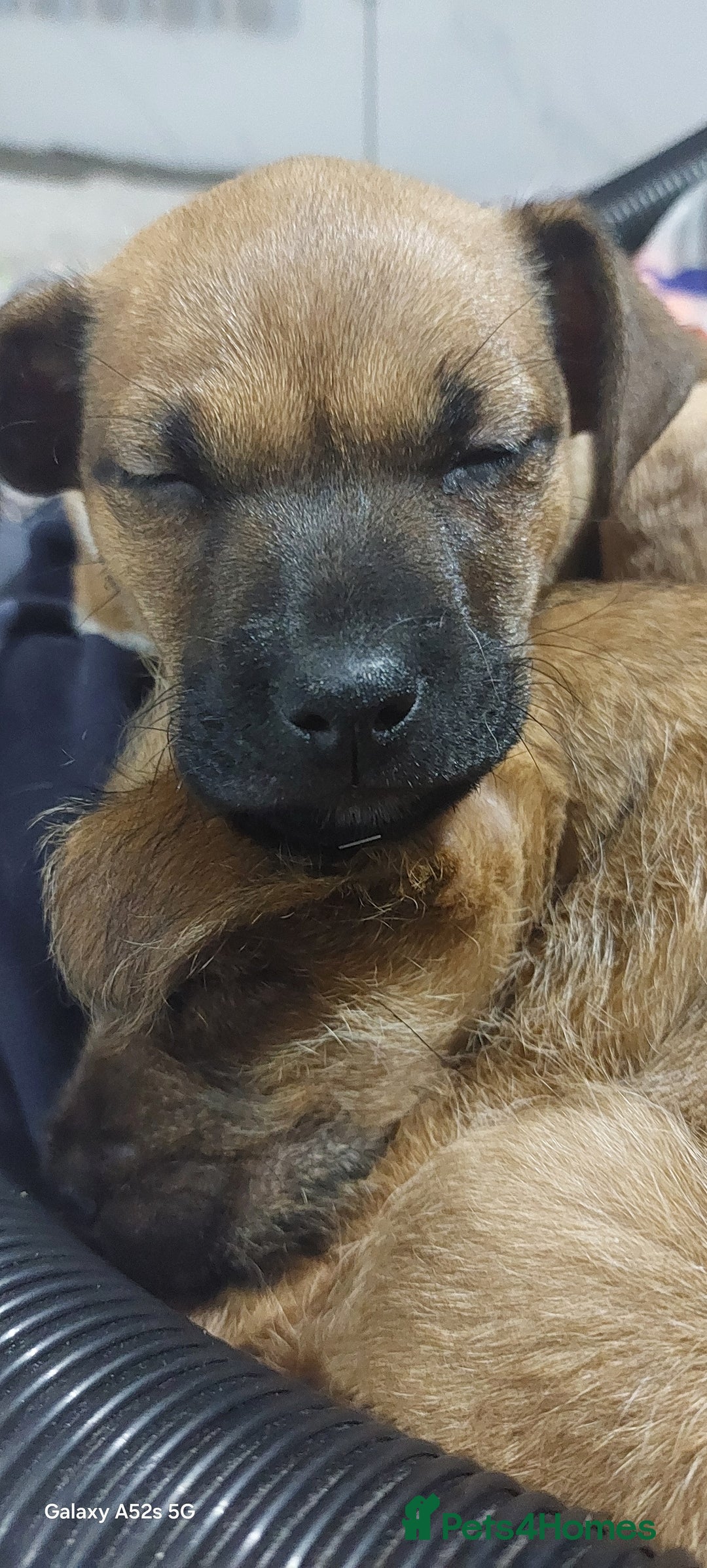 Mixed Breed dogs for sale: Mixed breed pups - Advert 5