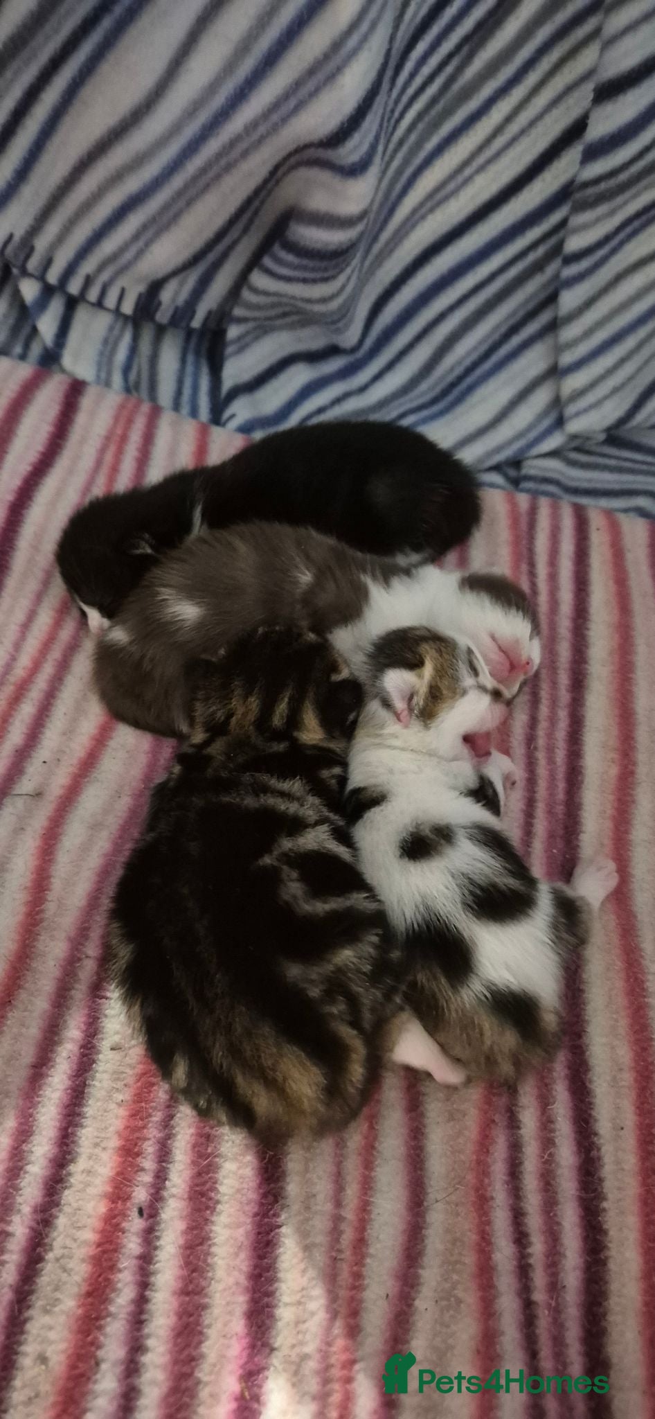 Mixed Breed cats Gorgeous mixed breed kittens! - Advert 2