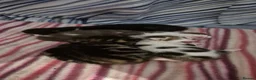 Mixed Breed cats for sale: Gorgeous mixed breed kittens! in Reading - Advert 1