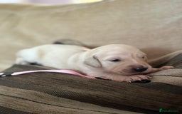 Golden Retriever dogs for sale: Pedigree Golden Retriver Puppies - Image 6