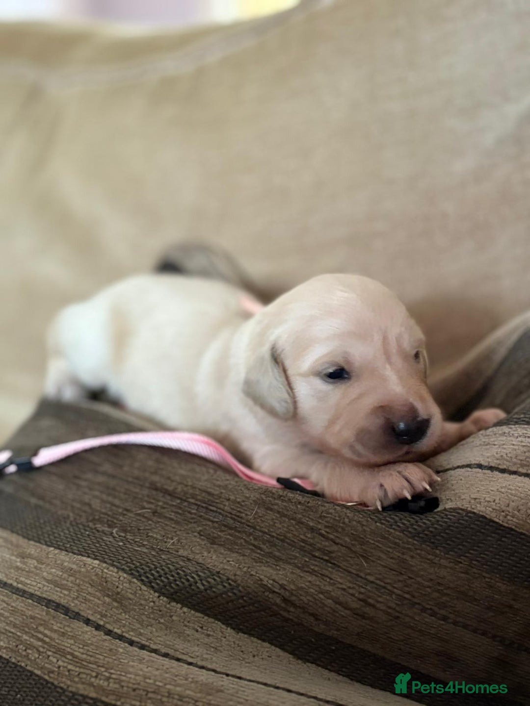 Golden Retriever dogs for sale: Pedigree Golden Retriver Puppies - Image 6