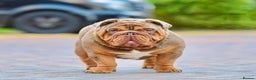 English Bulldog dogs for stud: Proven English bulldog Stud - Don Truffle - Advert 3
