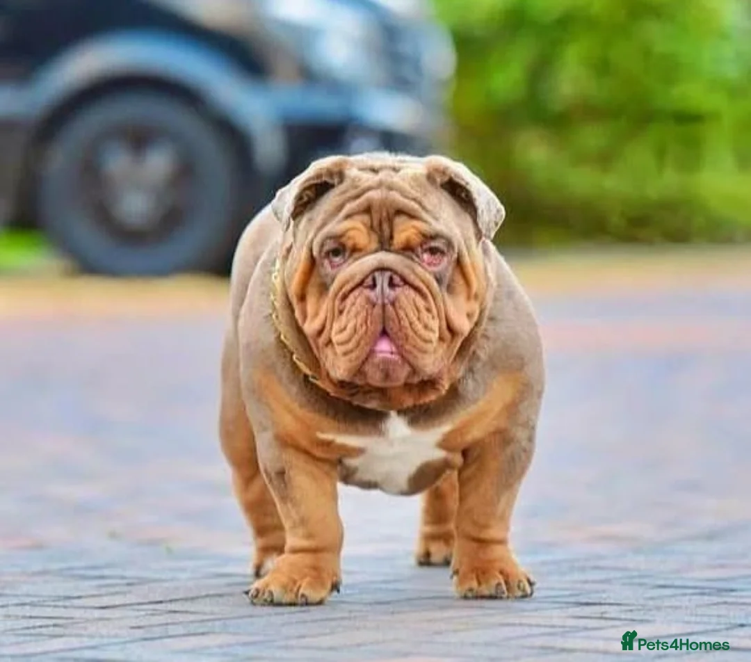 English Bulldog dogs for stud: Proven English bulldog Stud - Don Truffle - Advert 3