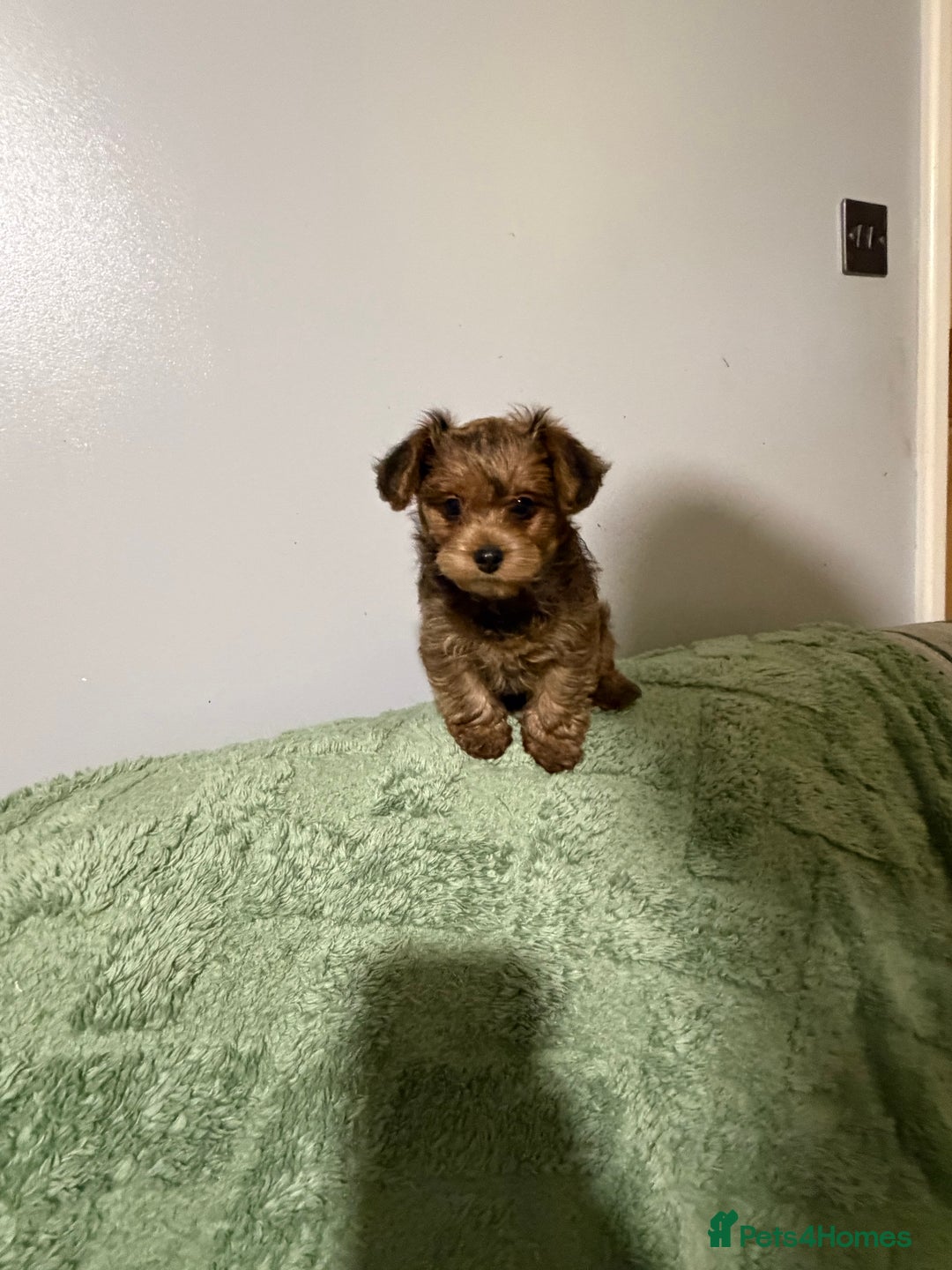 Yorkiepoo dogs for sale: Yorkiepoo puppies for sale. - Advert 12