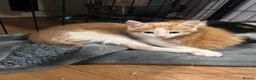 Mixed Breed cats for sale: Last male kitten left - Advert 1