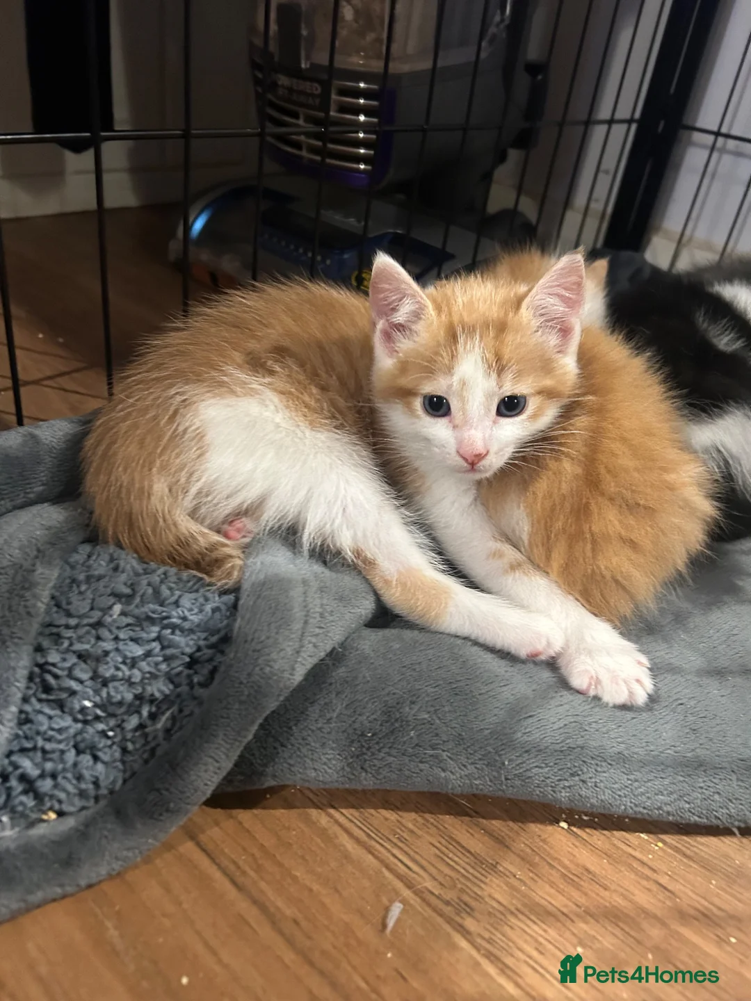 Mixed Breed cats for sale: Last male kitten left - Advert 1