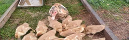 Ducks poultry for sale: Muscovy ducklings in Gloucester - Advert 3