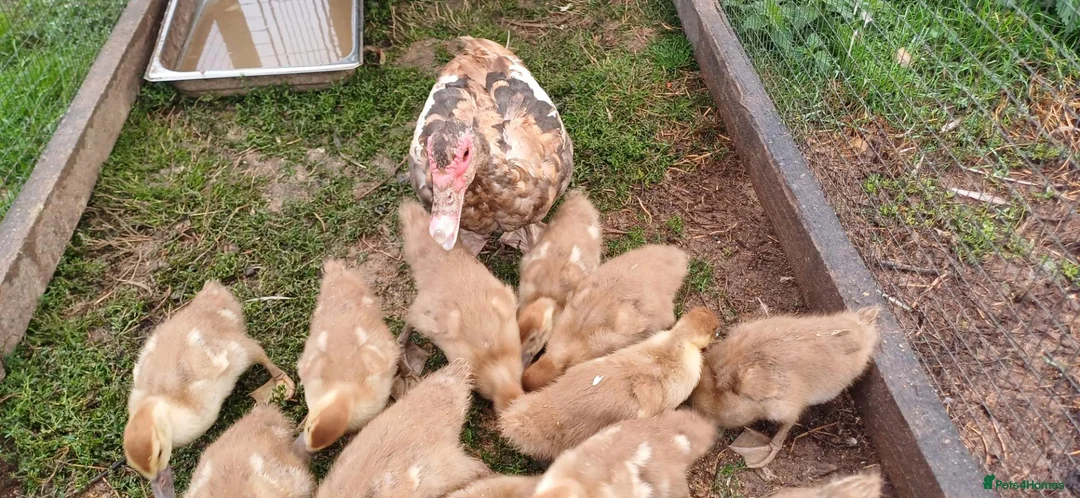 Ducks poultry for sale: Muscovy ducklings in Gloucester - Advert 3