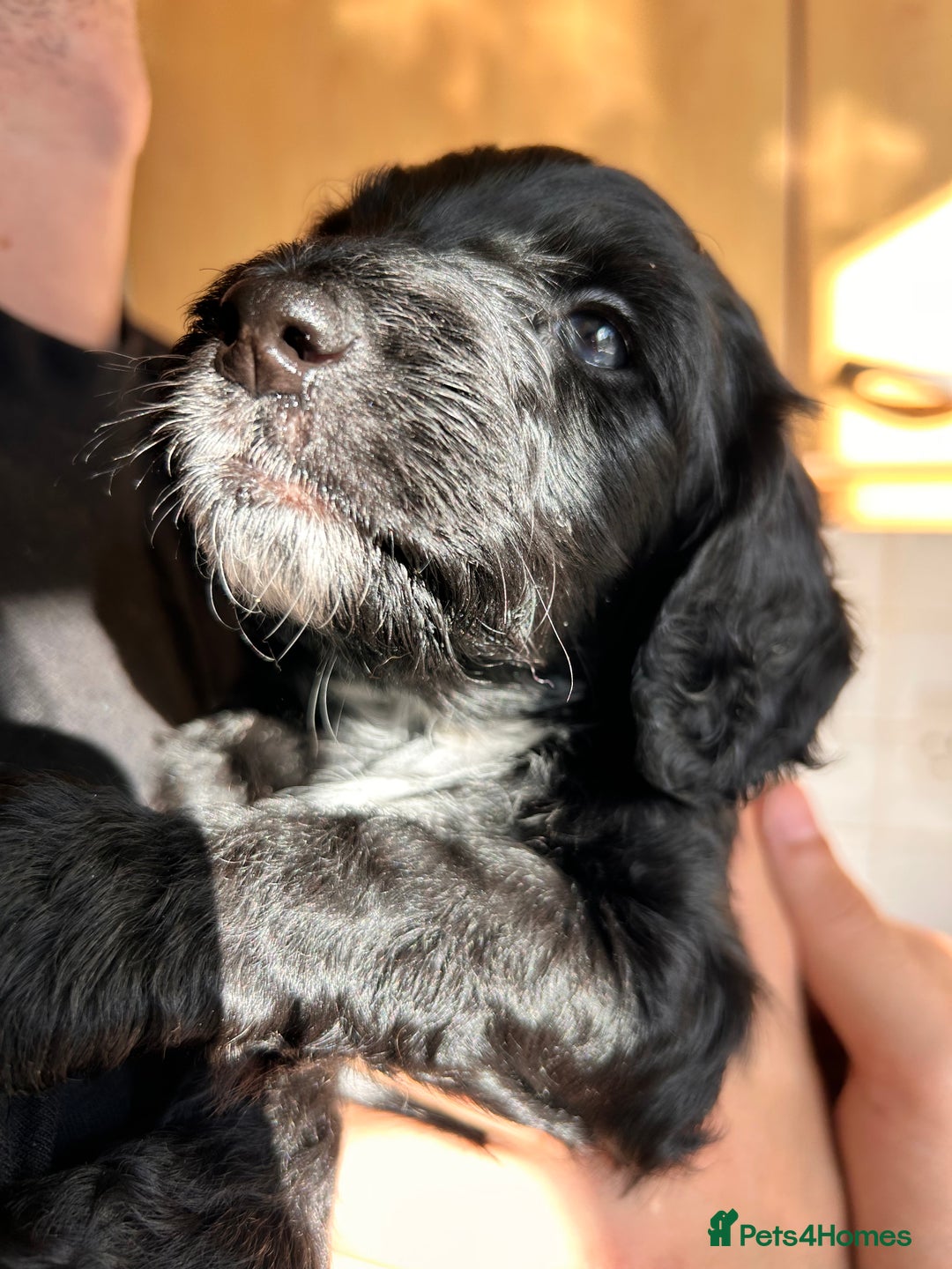 Cockapoo dogs for sale: Cocker Spaniel x Cockapoo Puppies Ready Soon  - Image 15