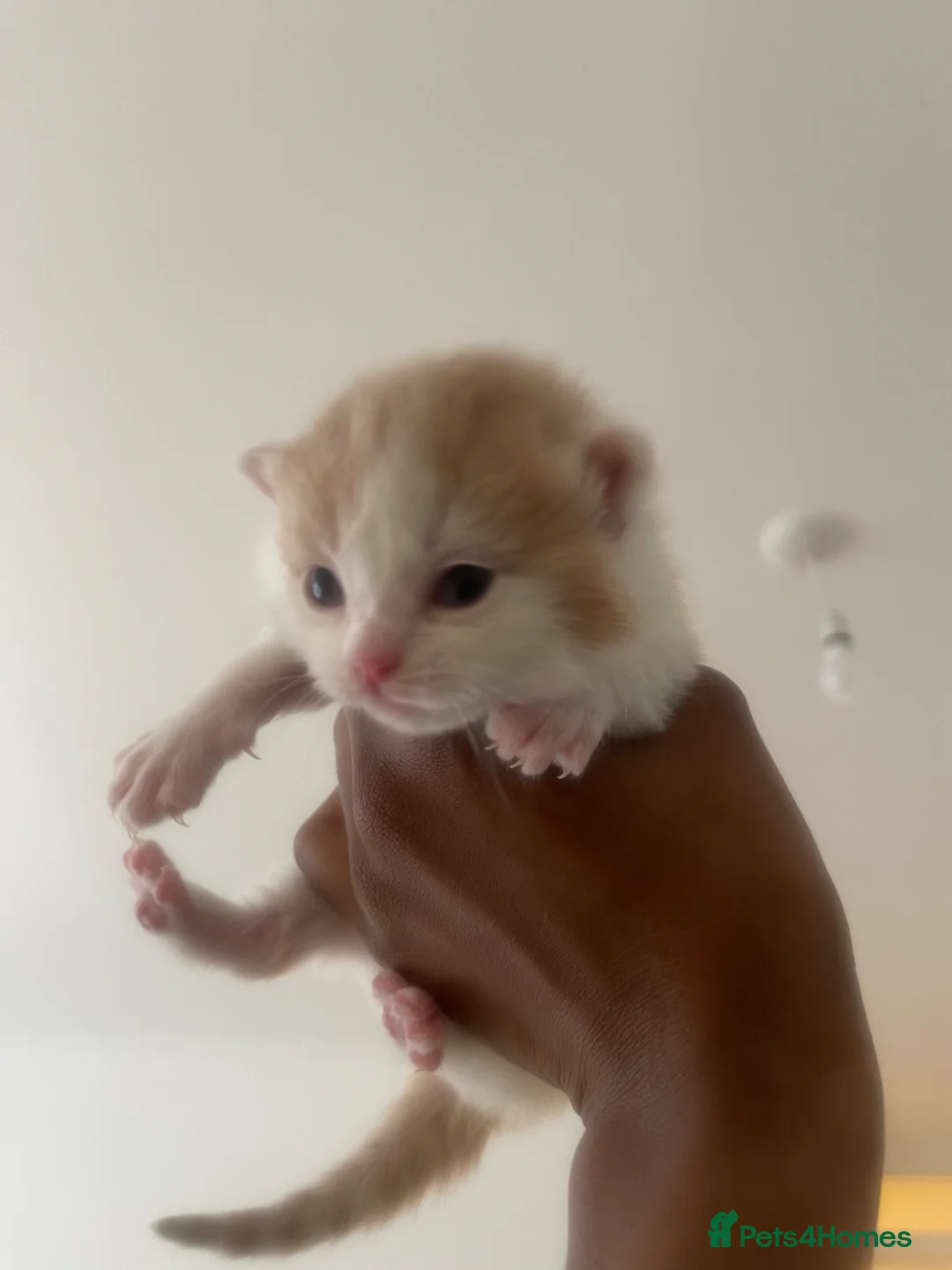 Mixed Breed cats for sale: Our Adorable Mixed-Breed Kittens - Ready June 3rd! in London - Advert 5