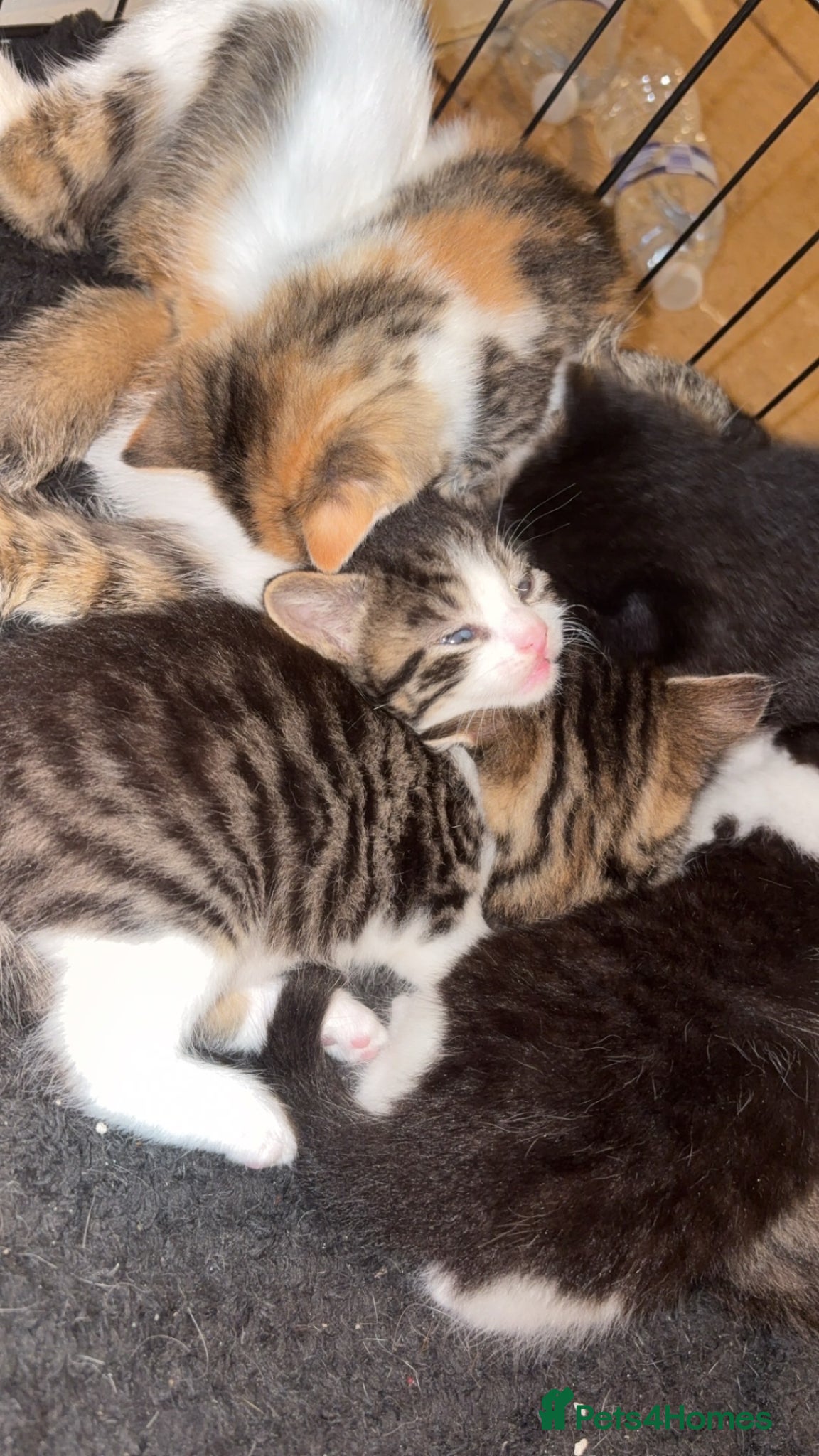 Mixed Breed cats for sale: Kittens due 5th july  in Liverpool - Advert 5