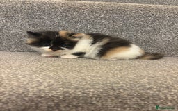 Mixed Breed cats for sale: 5 beautiful fluffy kittens  - Image 6