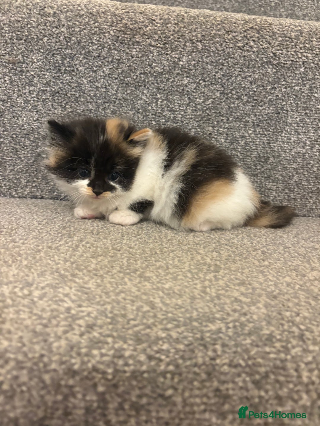 Mixed Breed cats for sale: 5 beautiful fluffy kittens  - Image 6