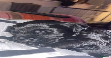 Sprocker dogs - Advert 15