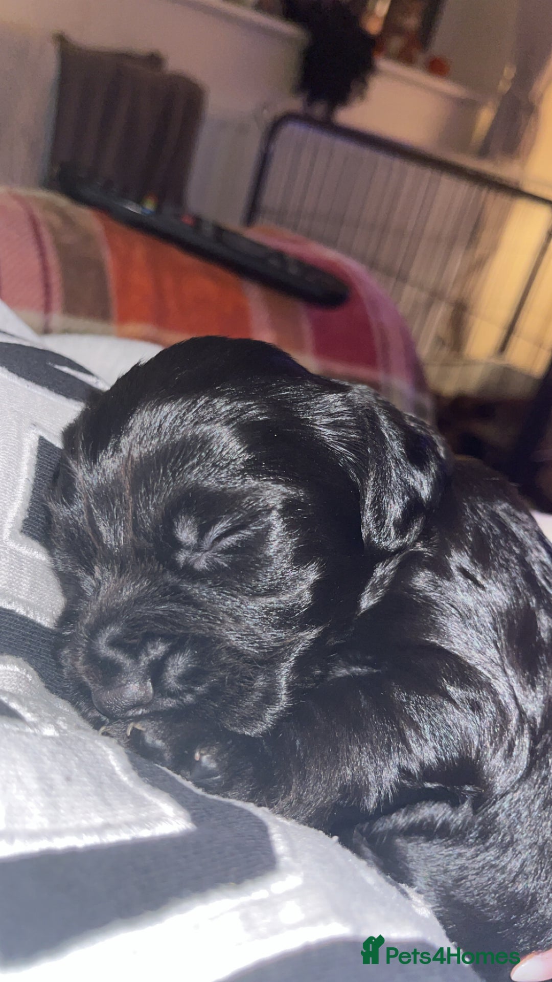 Sprocker dogs for sale: 🤎 8 beautiful sprocker pups 🤎 - Image 3