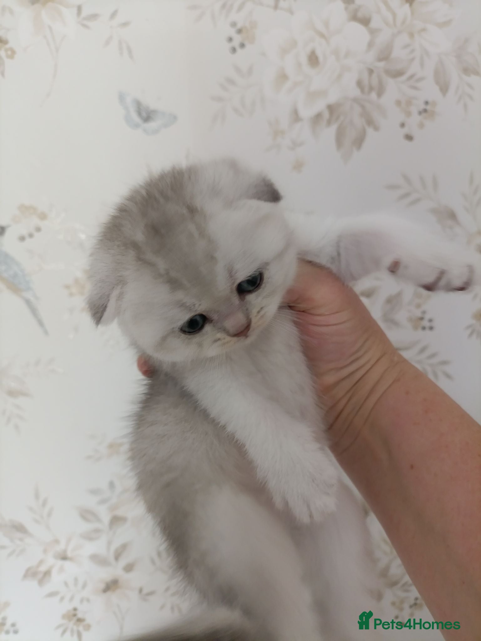 British Shorthair cats British Shorthair kittens  - Advert 6