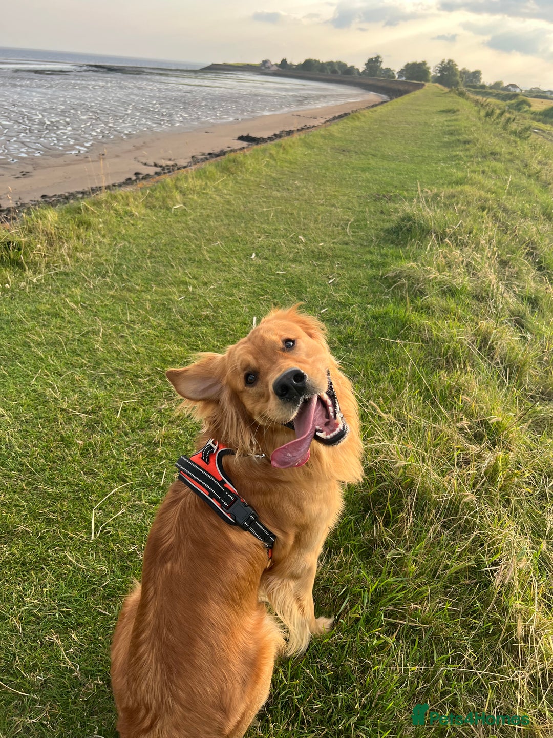 Golden Retriever dogs for stud: HANDSOME 2 YEAR OLD RED STUD - GOLDEN RETRIEVER  - Image 15