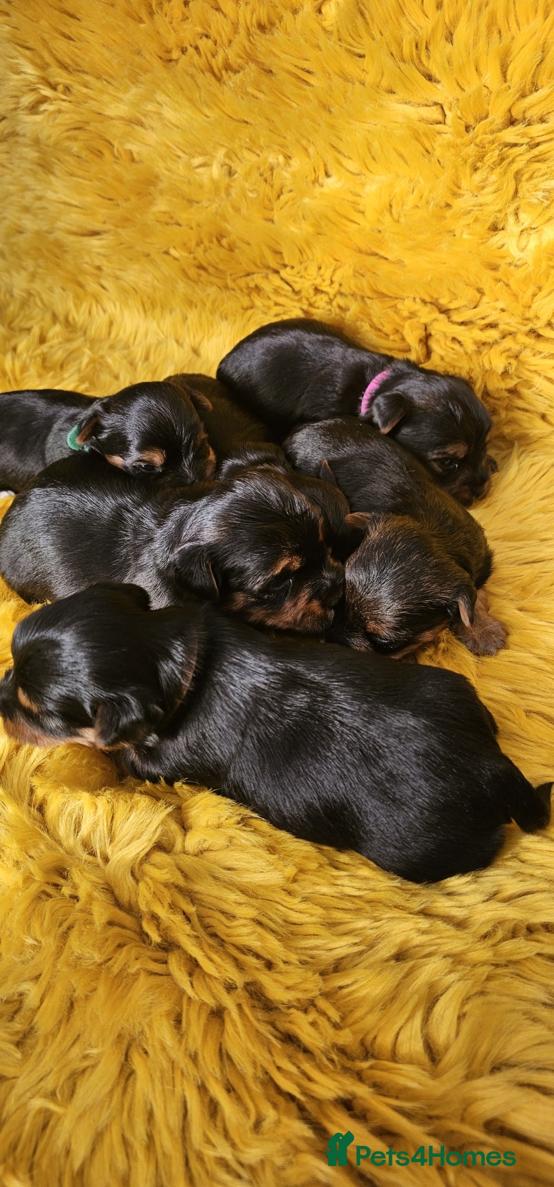 Yorkshire Terrier dogs for sale: Yorkshire Terrier puppies - Image 6